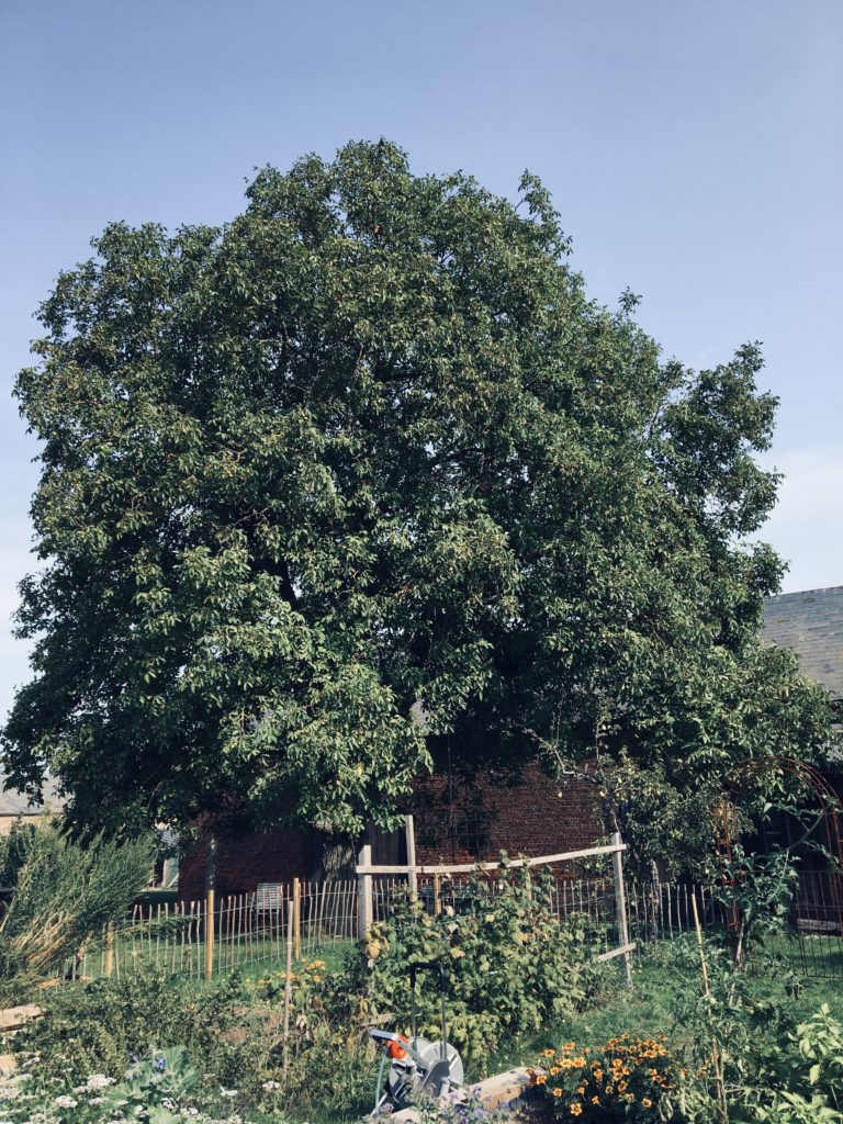 Unsere Sreuobstwiese und der große alte Walnussbaum