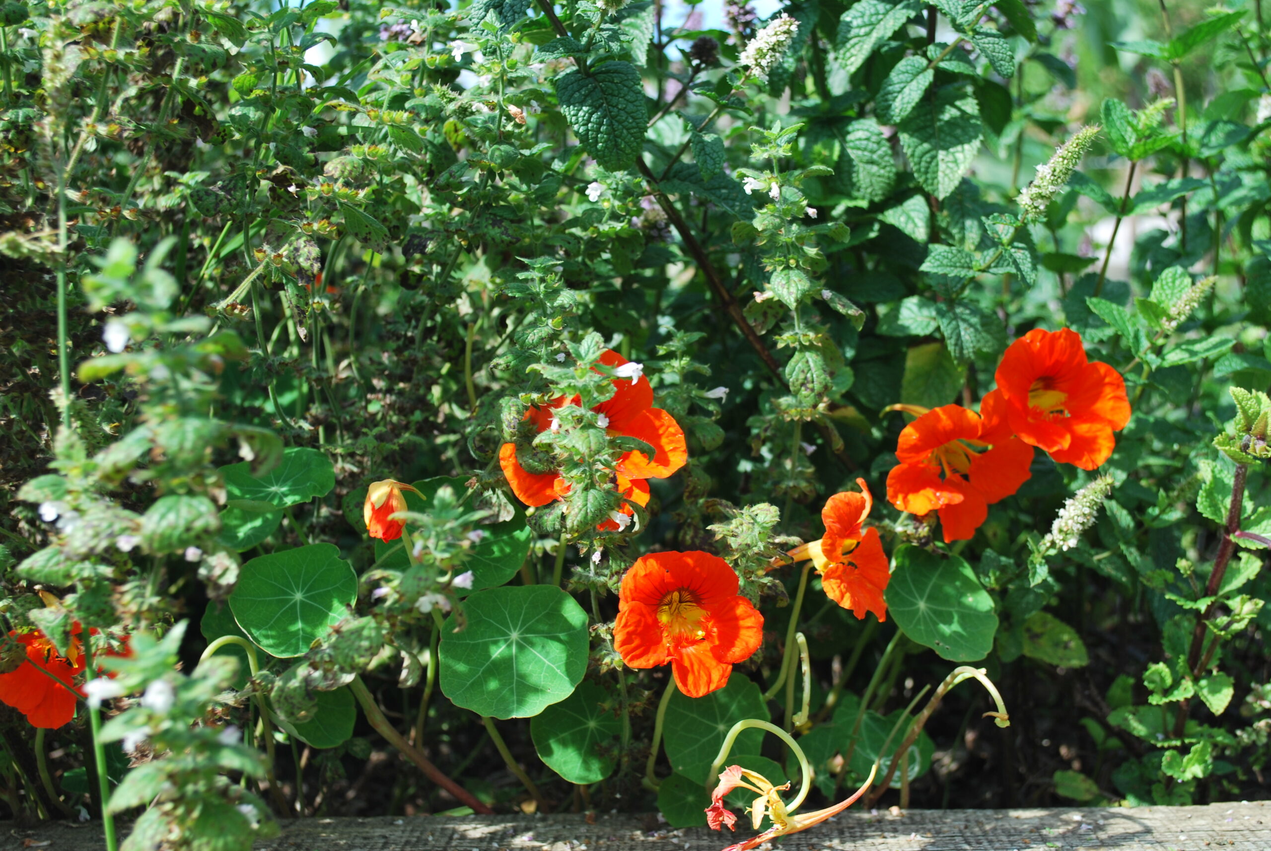 Kräuter und Kapuzinerkresseblüten aus dem Garten des Thomashof